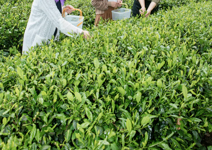 新茶茶摘み体験